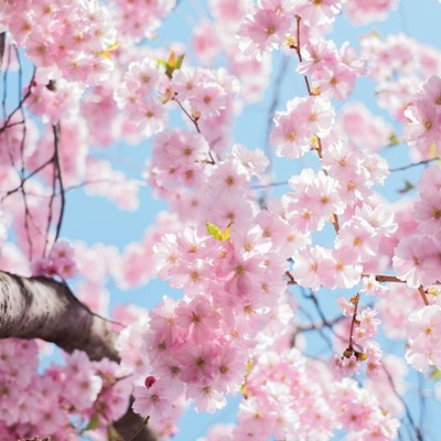 Blossom Picnic at Hyde Hall