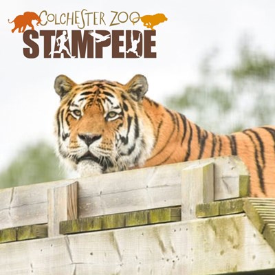 Colchester Zoo Stampede 10K - 16th May 2027