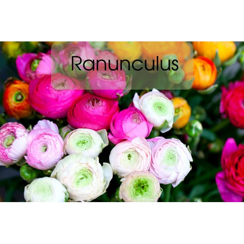 Mums Flowers Gift Set Alternate Image