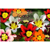 Mums Flowers Gift Set Alternate Image
